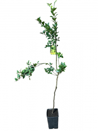 Citrusok - https://gomagcdn.ro/domains2/inghiveci.ro/files/product/original/caribbean-mexican-lime-lamaia-din-caraibe-mexicana-120-150-575815.jpg