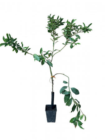 Egzotikus fák (akklimatizált) - https://gomagcdn.ro/domains2/inghiveci.ro/files/product/original/indio-mandarinquat-hibrid-mandarina-si-kumquat-80-120cm-211073.jpg