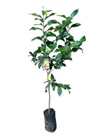 Citrusok - https://gomagcdn.ro/domains2/inghiveci.ro/files/product/original/lamai-4-anotimpuri-lamaiul-eureka-120-150cm-638589.jpg