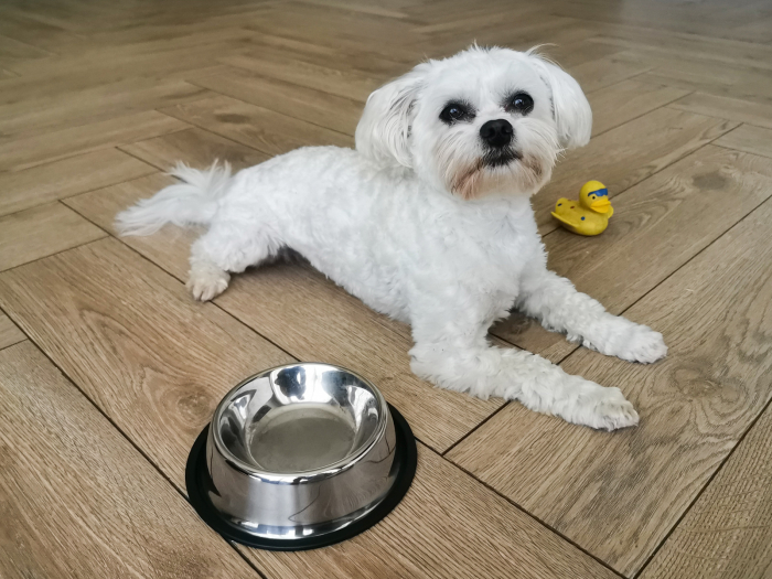 Castron Metalic pentru hranire animale de companie 29cm capacitate mare – IoArtify.ro [5]