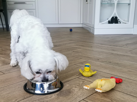 Castron Metalic pentru hranire animale de companie 29cm capacitate mare – IoArtify.ro [3]