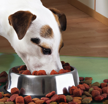 Castroane și Adapătoare Animale - Castron Metalic pentru hranire animale de companie 29cm capacitate mare – IoArtify.ro