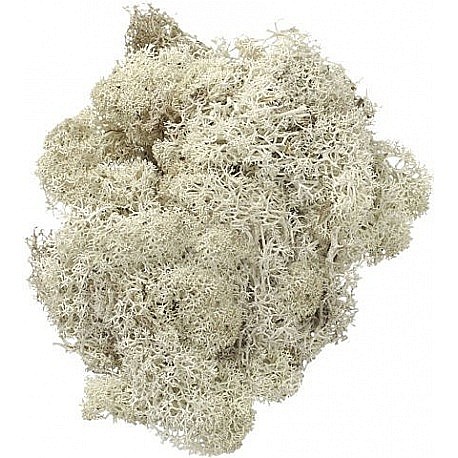 KP MUSCHI 50GR ALB 6694977 [1]