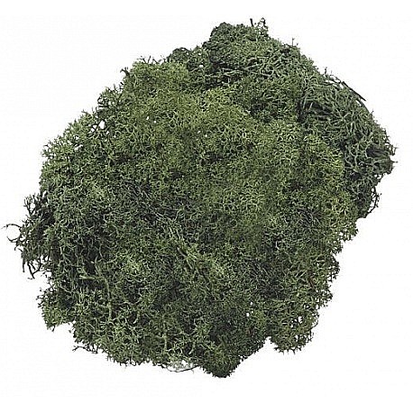 KP MUSCHI 50GR VERDE ISLANDA INCHIS 6694462 [1]