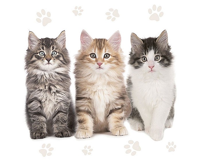 GOD SERVETELE 33*33CM 20/SET THE BEAUTIFUL CATS SL_OG_047201 [1]