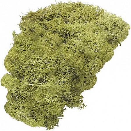 Materiale de Baza pentru Decoratiuni Craciun - KP MUSCHI 50GR VERDE ISLANDA DESCHIS 6694420