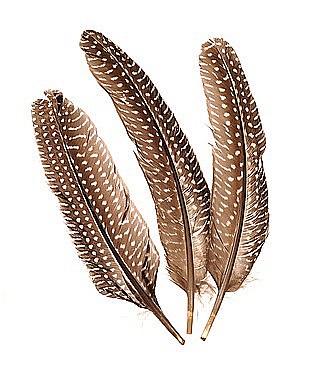 HOBBY - KP PENE DECOR FAZAN 15-20CM 8/SET NATUR 6617980