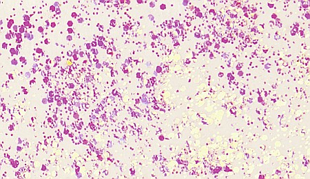 KP LIPICI SCLIPICI 50ML ALB 8099100 [1]