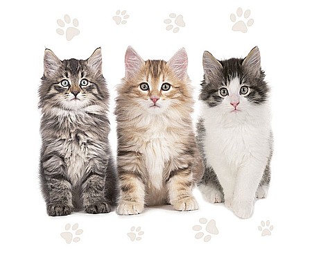 Farfurii/ Pahare/ Servetele/ Paie/ Tacamuri - GOD SERVETELE 33*33CM 20/SET THE BEAUTIFUL CATS SL_OG_047201