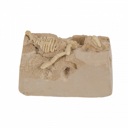 BLU KIT DE EXCAVARE SCHELET DINOZAUR 4.5*18CM 11/2003 [8]