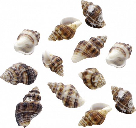 Decoratiuni Diverse - KP SCOICI DECORATIVE 25G 216953134