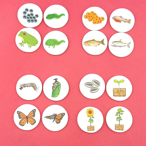 Joc Educativ ciclul de crestere al animalelor, plantelor si oamenilor [2]
