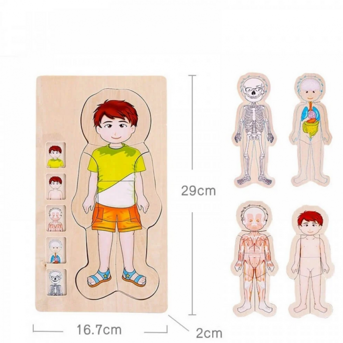 Puzzle din lemn in 5 straturi, anatomie a corpului uman, Baiat, 29x16.5x2cm [3]