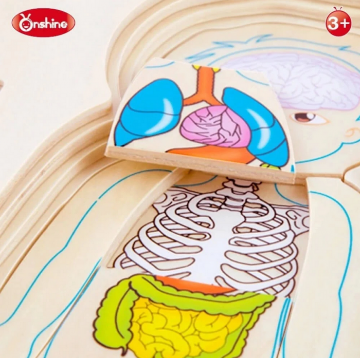 Puzzle din lemn in 5 straturi, anatomie a corpului uman, Baiat, 29x16.5x2cm [5]