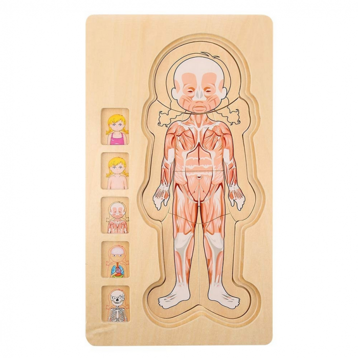 Puzzle din lemn in 5 straturi, anatomie a corpului uman, Fata, 29x16.5x2cm [5]