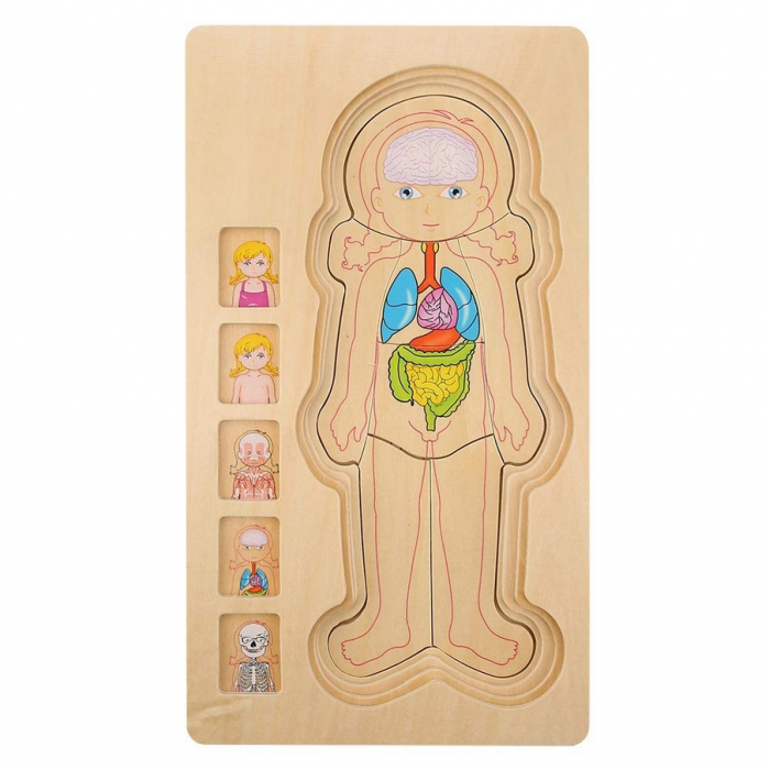 Puzzle din lemn in 5 straturi, anatomie a corpului uman, Fata, 29x16.5x2cm [6]