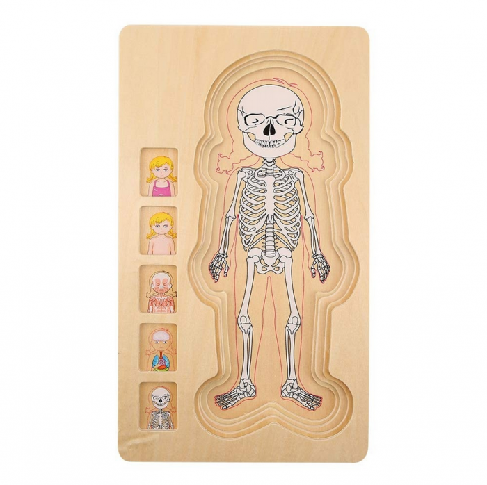 Puzzle din lemn in 5 straturi, anatomie a corpului uman, Fata, 29x16.5x2cm [4]