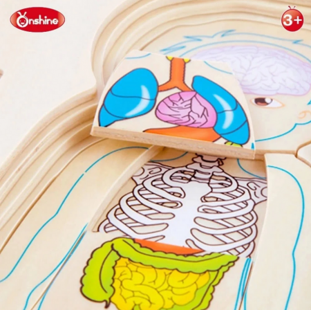 Puzzle din lemn in 5 straturi, anatomie a corpului uman, Baiat, 29x16.5x2cm [4]