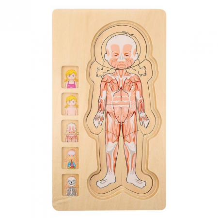 Puzzle din lemn in 5 straturi, anatomie a corpului uman, Fata, 29x16.5x2cm [4]