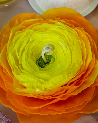 lumanare-ranunculus-ceara-naturala-albine-degrade-galben-portocaliu-fitil-tcr [1]