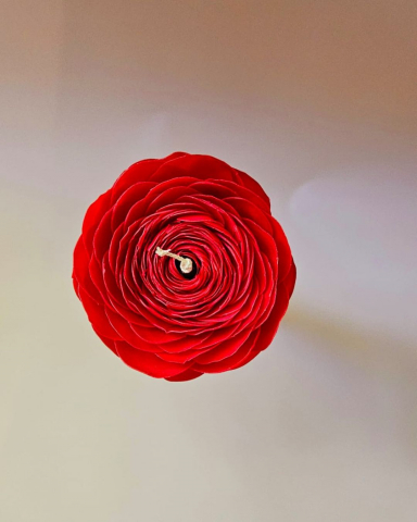 Ranunculus - lumanare din ceara de albine (unicat) [3]