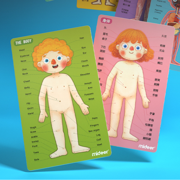 Puzzle magnetic „Corpul uman”, 90 elem. [5]
