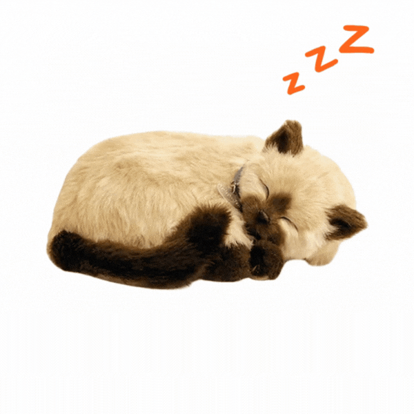 Pisicuță siameză cu imitație de respirație [1]