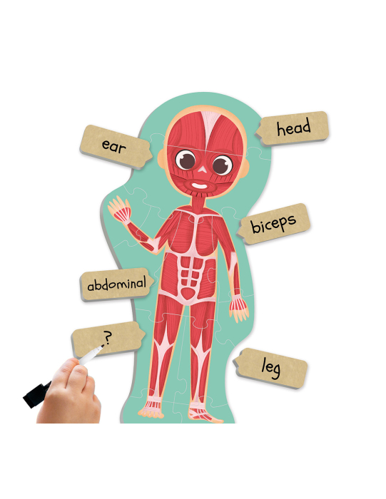  Puzzle maxi - Descoperă și identifică corpul uman  [2]