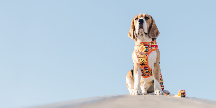 Ham reversibil pentru câini model BOOM, mărimea XL [3]