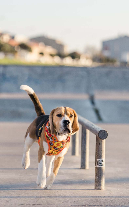 Ham reversibil pentru câini model BOOM, mărimea XS [3]