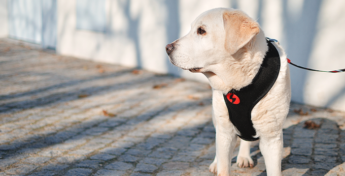 Ham reversibil pentru câini model SLIDE, mărimea S [4]