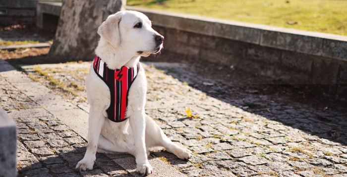 Ham reversibil pentru câini model SLIDE, mărimea S [3]