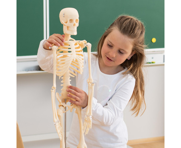 Kit de biologie - Structura corpului uman [2]