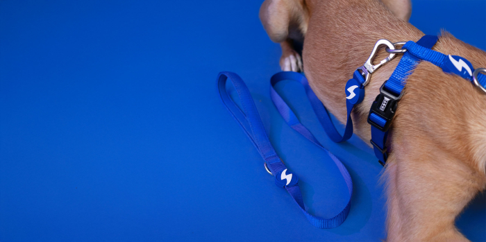 Lesă albastră pentru câini, 2 cm*120 cm [2]