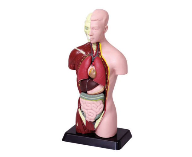 Machetă - Trunchi uman cu 6 piese, 27 cm [3]