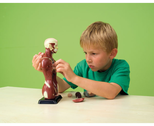 Machetă - Trunchi uman cu 6 piese, 27 cm [2]