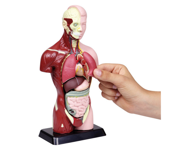 Machetă - Trunchi uman cu 6 piese, 27 cm [4]