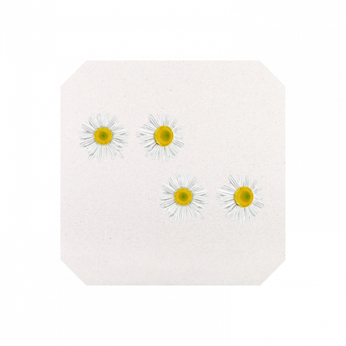 Presa pentru flori si frunze cu 12 separatoare, 17 x 17 cm [4]