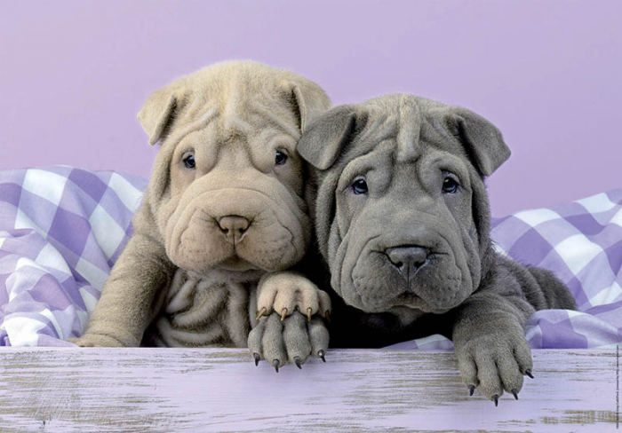 Puzzle cu 100 de piese - Caini Shar-Pei [2]