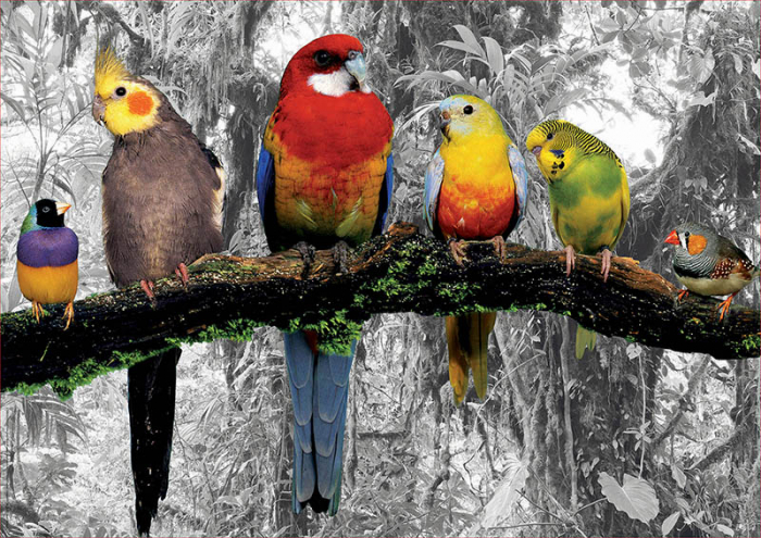 Puzzle cu 500 de piese - Pasari in jungla [2]