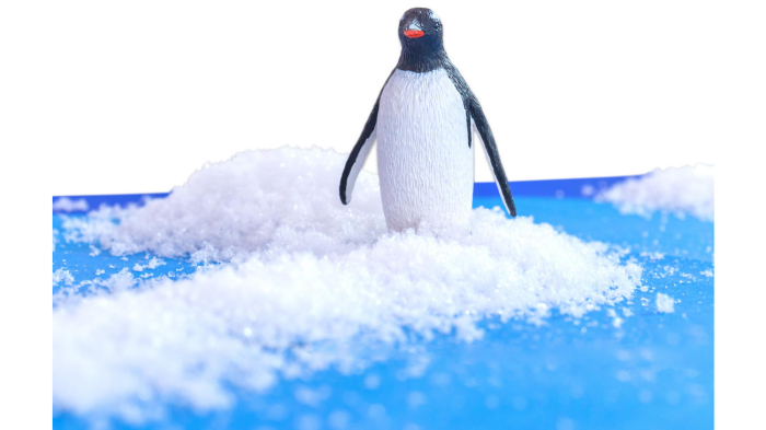 Set de 6 animale polare [3]