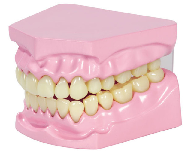 Set dentar demonstrativ, 9 x 11 x 19 cm [2]