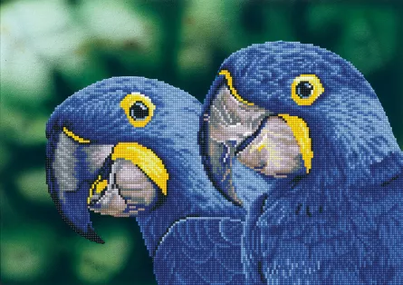 Tablou cu diamante - Papagali albastri