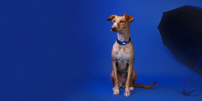 Zgardă albastră pentru câini, mărimea L [2]