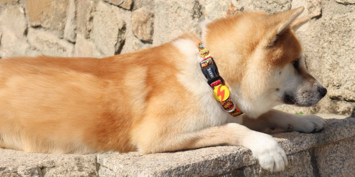 Zgardă pentru câini model BOOM, mărimea S [2]