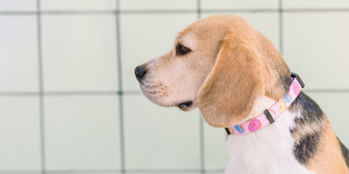 Zgardă pentru câini model DONUT, mărimea L [2]