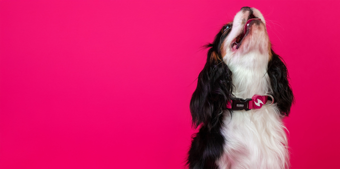 Zgardă roz pentru câini, mărimea L [2]