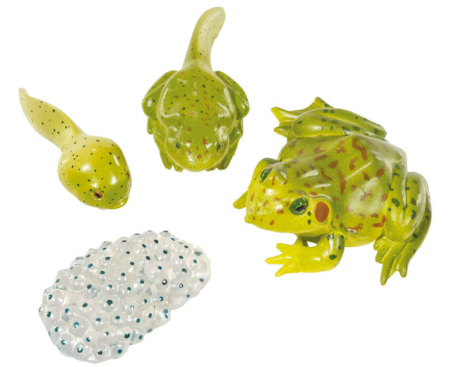 Explorarea mediului inconjurator - Ciclul de viață la broască