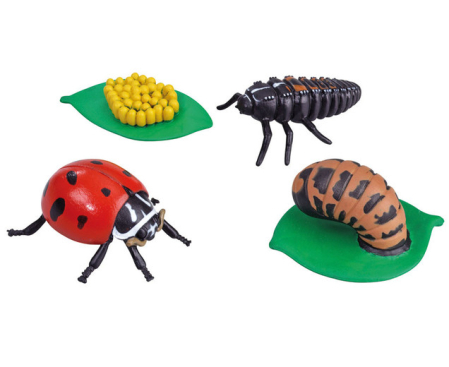 Explorarea mediului inconjurator - Ciclul de viață la buburuză