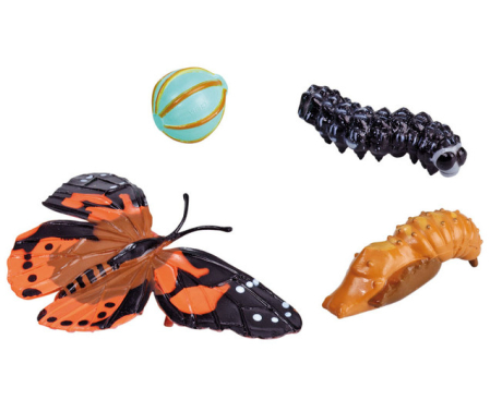 Explorarea mediului inconjurator - Ciclul de viață la fluture